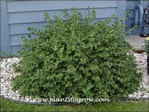 Green Mound Alpine Current (Ribes alphinum) 
Maintains this rounded shape with little or no pruning.